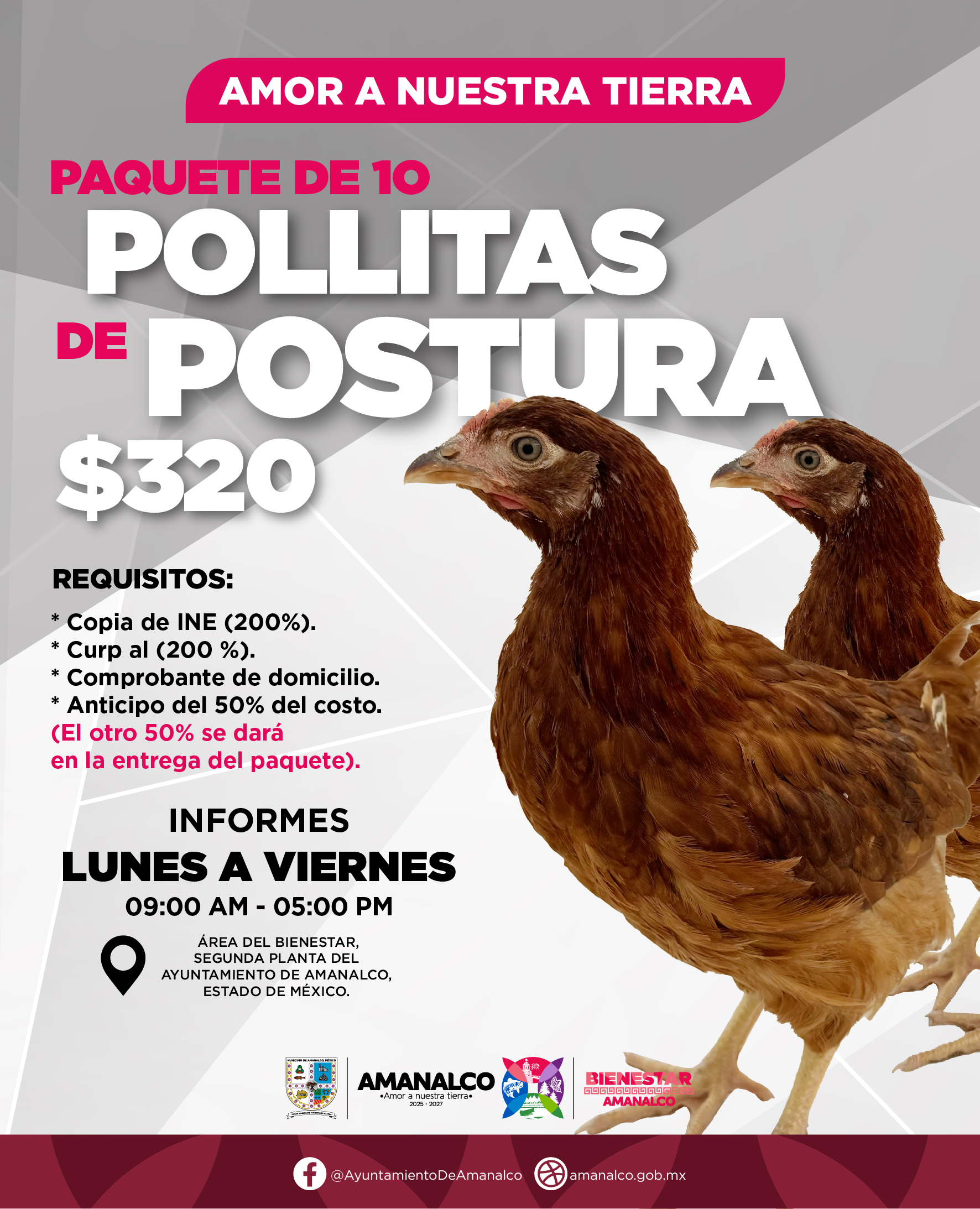 Programa de Pollos