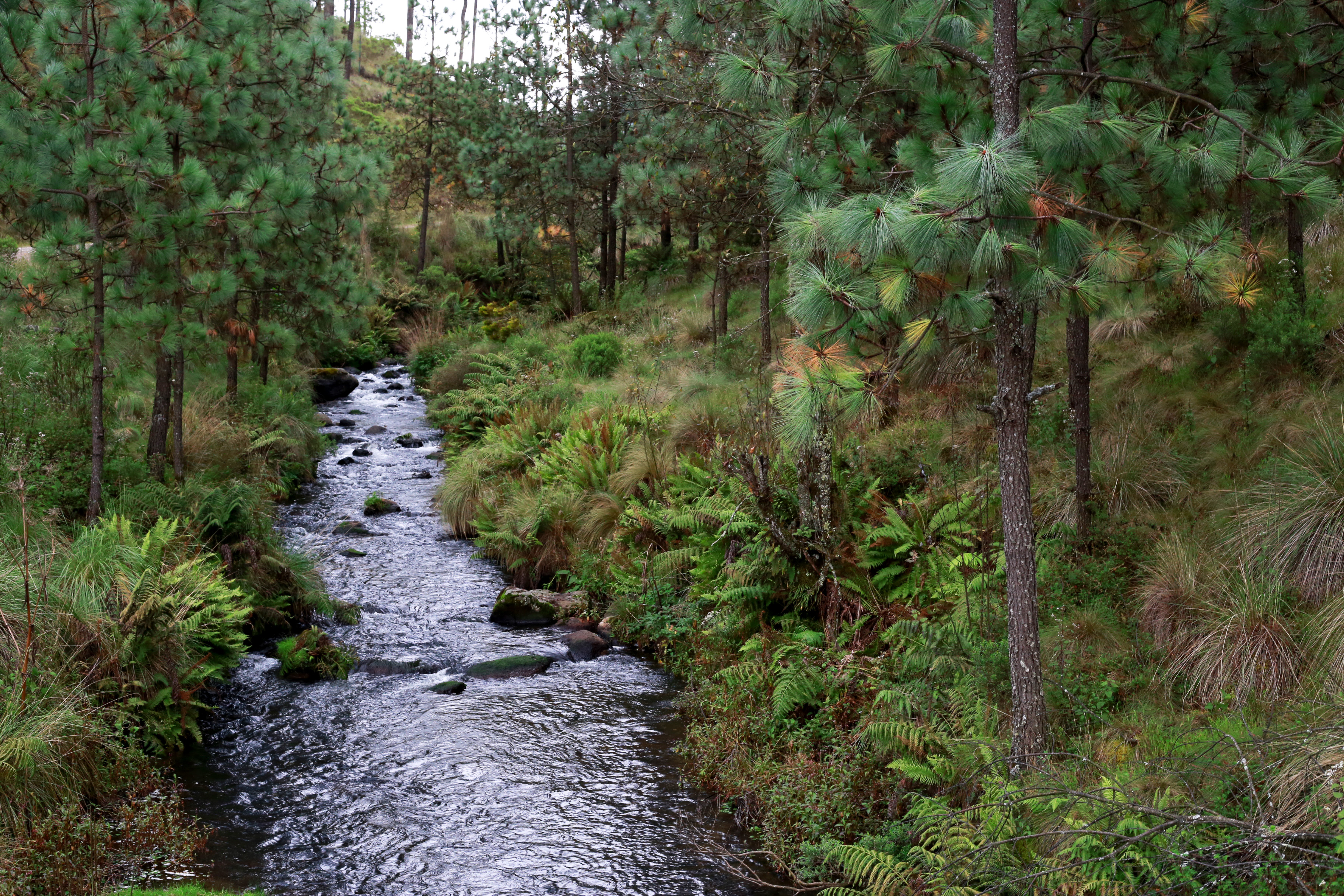 Paisaje natural de Amanalco